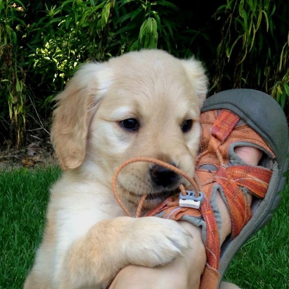 lucygolden